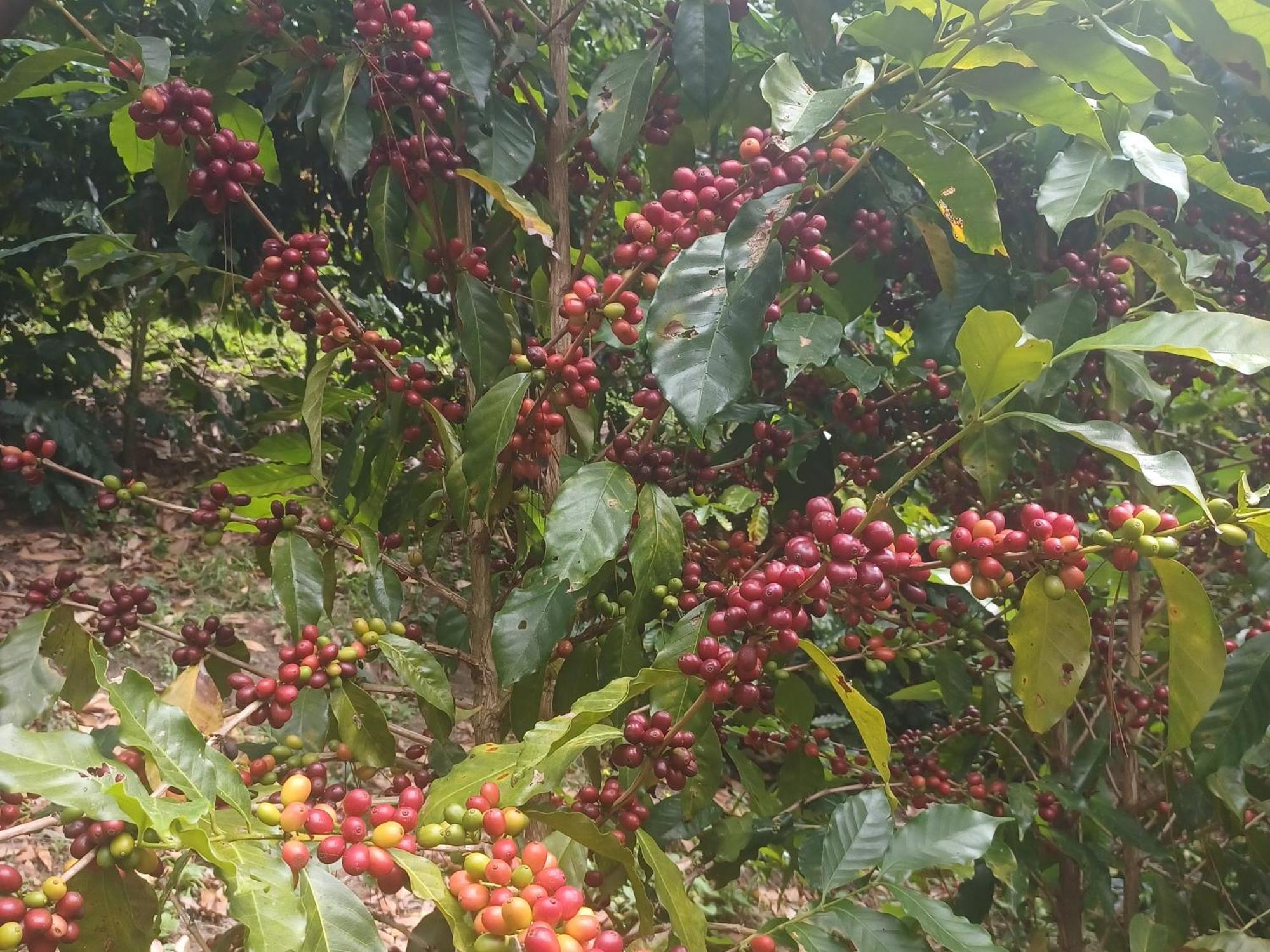 Finca Magdalena Eco Lodge Balgue Eksteriør bilde